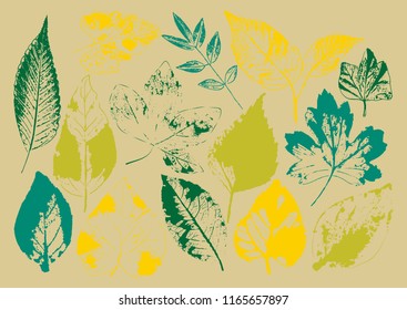 Vector branches and leaves.Hand drawn floral elements. Vintage monochrome botanical illustration.