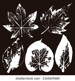 Vector branches and leaves.Hand drawn floral elements. Vintage monochrome botanical illustration.