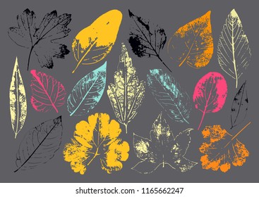 Vector branches and leaves.Hand drawn floral elements. Vintage monochrome botanical illustration.