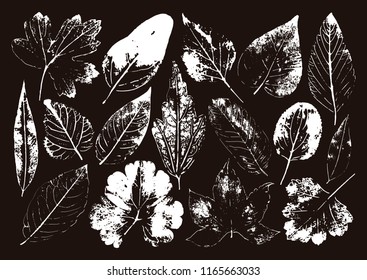Vector branches and leaves.Hand drawn floral elements. Vintage monochrome botanical illustration.
