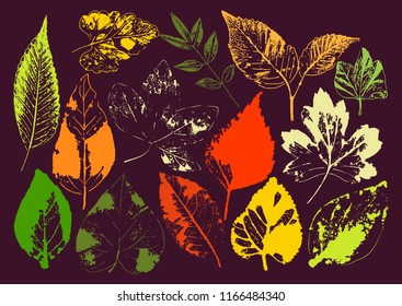Vector branches and leaves.Hand drawn floral elements. Vintage monochrome botanical illustration.