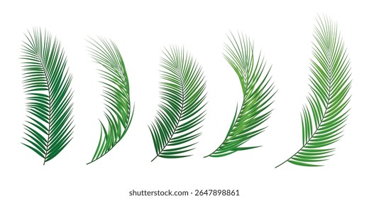 Vector branches of many small and large coconut trees in green color