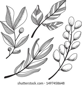 Vector branches set. Hand drawn greenery on white background. Plants vector illustration. Perfect for template, greeting cards, graphic, poster, stickers ets