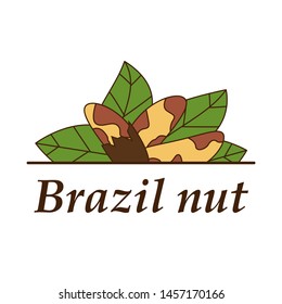 Vector brazil nut logo in cartoon style. illustration for design and web isolated on white background.