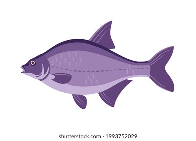 Vector bream fresh fish isolated on white background