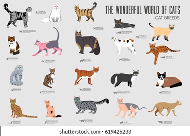 Vector breed cats icons set. Cute animal illustrations pet design . Collection different kitten layout flat cover