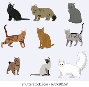 Vector breed cats icons set. Collection different kitten layout flat cover