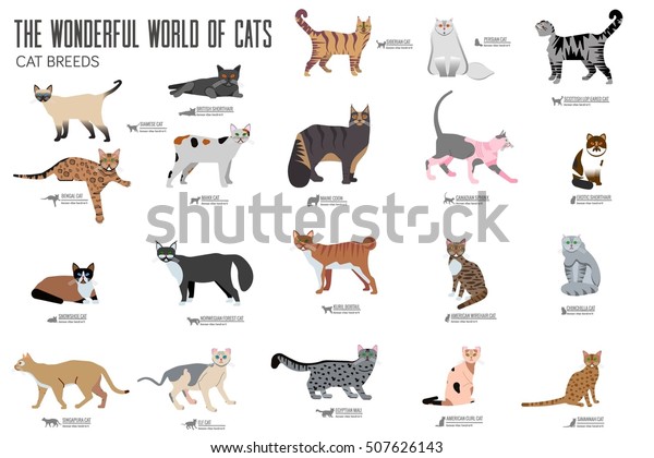ベクター画像が猫を産むアイコンセット かわいい動物のイラスト ペットデザイン コレクションの異なる子猫レイアウトのフラットカバー のベクター画像素材 ロイヤリティフリー