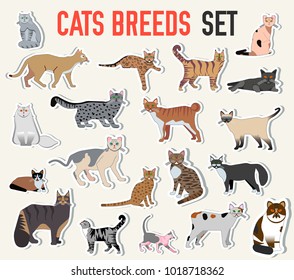 Vector breed cats icons sticker set. Cute animal illustrations pet design . Collection different kitten layout flat cover