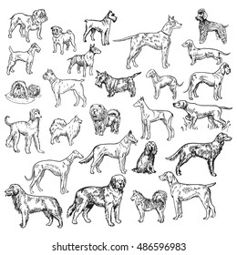 Vector. Breeds of dog set. hand drawn, isolated on white background