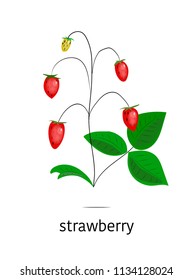 Vector bright berries, vector medicinal herbs, illustration of berries, strawberries on white fon, matured strawberry, medicinal berries, berries isolated