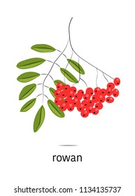 Vector bright berries, vector medicinal herbs, illustration of berries, rowan on white background, matured rowan, medicinal berries, berries isolated