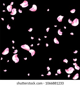 Vector bright cherry petals fall down. A lot of pink petals on black background. Nature horizontal backdrop.