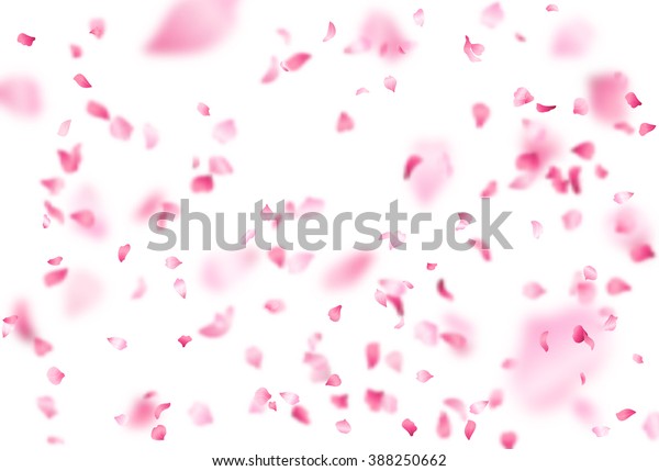 ベクター画像の明るい桜の花びらが落ちる 白い背景にピンクの花びらが多い 自然の水平背景 のベクター画像素材 ロイヤリティフリー