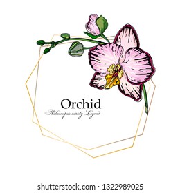 Vector bright flower arrangement of orchids. Orchid legend, Botanical illustration 2
