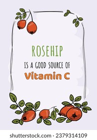 Vector bright hand drawn illustration, template with rosehip, fruit, rich in vitamin C