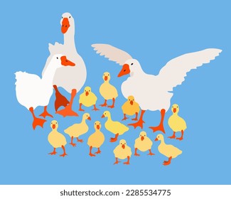 Vector bright illustration with geese and goslings on blue background. Farm birds. Farming. Village.