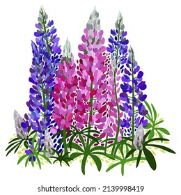 Vector bright illustration of lupines, garden flowers, isolated on white background.