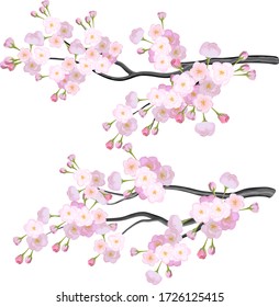 Vector brillante dos ramas sakura, flores de cerezo sobre fondo blanco