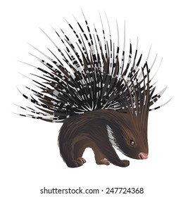 Vector Bristling Porcupine On White Background