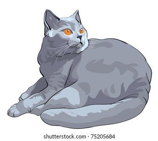 vector British Shorthair blue cat with orange eyes lies and looks on a white background