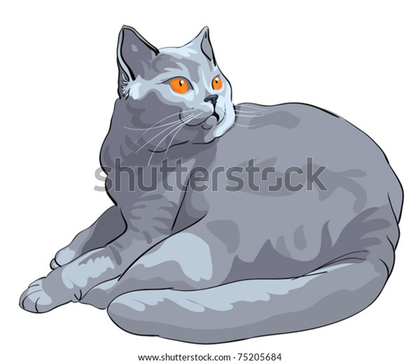 Vector British Shorthair Blue Cat Orange Stock Vector Royalty