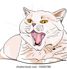 vector British Shorthair lilac cat with yellow eyes lies screaming MEOW