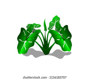 vector broadleaf plants that are usually grown as ornamental plants in the house