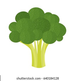 Vector  broccoli. Natural, vegan, fresh