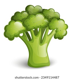 Vector broccoli on white background