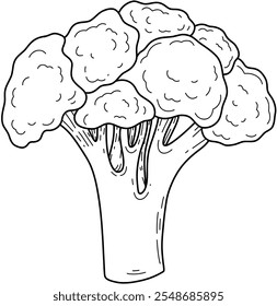 Vector Broccoli on a white background in doodle style. Healthy food. Drawing for patterns and wallpapers
