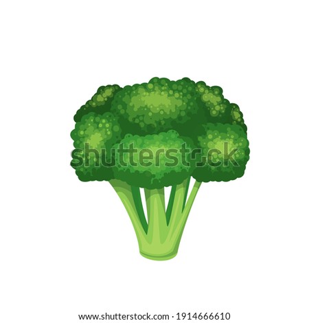 Vector broccoli. Vegetable illustration for farm market menu. Healthy food design