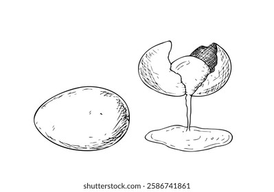 Vetor quebrado ovo cru com gema. Ilustração de Eggshell de tinta gráfica isolada no plano de fundo. Esboço de linha desenhado à mão. Para designers, impressões, logotipo, ícone, menu, cartões postais, férias, capas