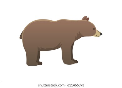 Vector broun american bear isoalted. illustration zoo grizzly.
