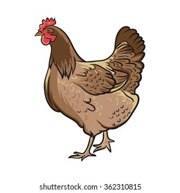 Vector Brown Chicken