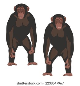 Vector brown chimpanzee, the monkey stands on its hind legs flat with shadows on a white background