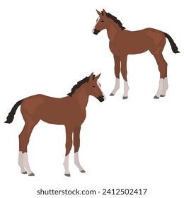 Vector brown foal standing isolated on white background