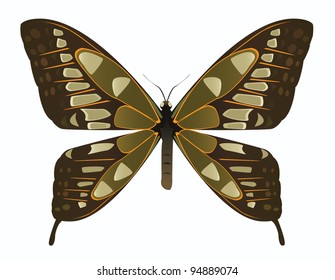 Vector brown and green butterfly - vector illustration