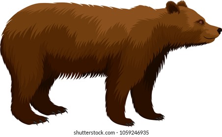 Vector Brown Grizzly Bear