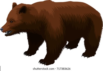 vector brown grizzly bear