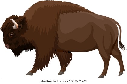 vector brown zubr buffalo bison 
