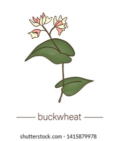 Vector Buckwheat Icon. Colored Wild Flower Illustration. Colored Cartoon Style Honey Plant Isolated On White Background
