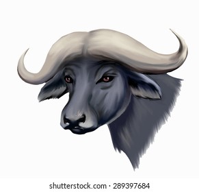 Vector buffalo portrait isolated on white background