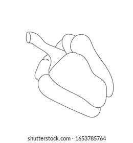 vector bulgarian pepper art line