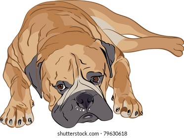 Vector bull mastiff portrait lying