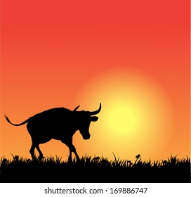 Vector bull silhouette on sunset