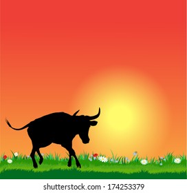 Vector bull silhouette on sunset