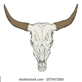 Vector bull skull