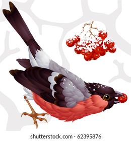 Vector bullfinch and ashberry