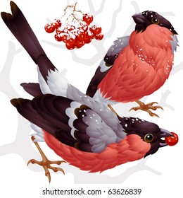 Vector bullfinch and ashberry